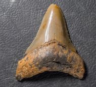 Otodus megalodon (Agassiz, 1835)