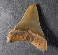 Otodus megalodon (Agassiz, 1835)
