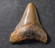 Otodus megalodon (Agassiz, 1835)