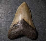 Otodus megalodon (Agassiz, 1835)