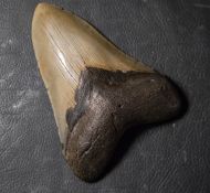Otodus megalodon (Agassiz, 1835)
