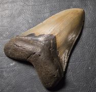Otodus megalodon (Agassiz, 1835)