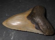 Otodus megalodon (Agassiz, 1835)