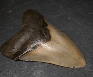 Otodus megalodon (Agassiz, 1835)