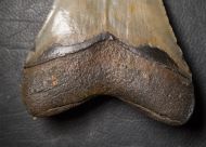 Otodus megalodon (Agassiz, 1835)