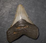 Otodus megalodon (Agassiz, 1835)