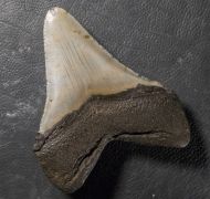 Otodus megalodon (Agassiz, 1835)