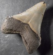 Otodus megalodon (Agassiz, 1835)