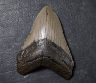 Otodus megalodon (Agassiz, 1835)