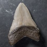 Otodus megalodon (Agassiz, 1835)