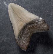 Otodus megalodon (Agassiz, 1835)