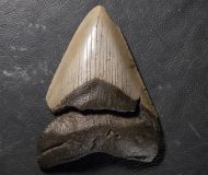 Otodus megalodon (Agassiz, 1835)