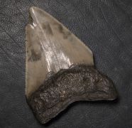 Otodus megalodon (Agassiz, 1835)