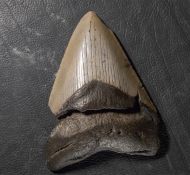 Otodus megalodon (Agassiz, 1835)