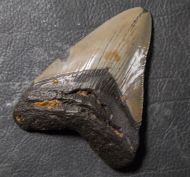 Otodus megalodon (Agassiz, 1835)