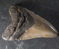 Otodus megalodon (Agassiz, 1835)