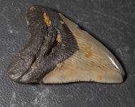 Otodus megalodon (Agassiz, 1835)