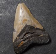 Otodus megalodon (Agassiz, 1835)