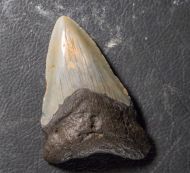 Otodus megalodon (Agassiz, 1835)