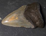 Otodus megalodon (Agassiz, 1835)