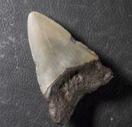 Otodus megalodon (Agassiz, 1835)