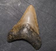 Otodus megalodon (Agassiz, 1835)