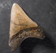 Otodus megalodon (Agassiz, 1835)