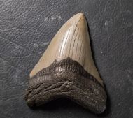 Otodus megalodon (Agassiz, 1835)