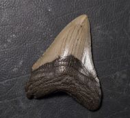 Otodus megalodon (Agassiz, 1835)