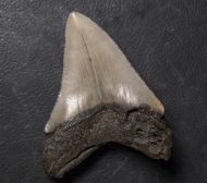 Otodus megalodon (Agassiz, 1835)