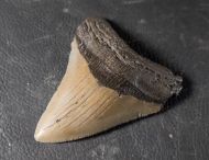 Otodus megalodon (Agassiz, 1835)