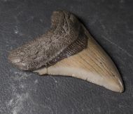 Otodus megalodon (Agassiz, 1835)