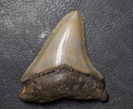 Otodus megalodon (Agassiz, 1835)