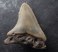 Otodus megalodon (Agassiz, 1835)