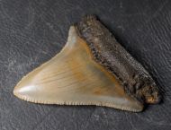 Otodus megalodon (Agassiz, 1835)