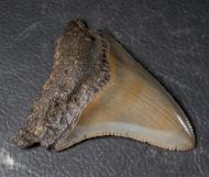 Otodus megalodon (Agassiz, 1835)