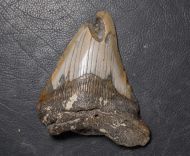 Otodus megalodon (Agassiz, 1835)