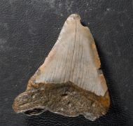 Otodus megalodon (Agassiz, 1835)