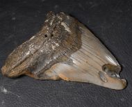 Otodus megalodon (Agassiz, 1835)