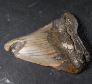 Otodus megalodon (Agassiz, 1835)