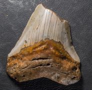 Otodus megalodon (Agassiz, 1835)