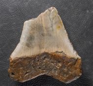 Otodus megalodon (Agassiz, 1835)