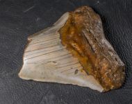 Otodus megalodon (Agassiz, 1835)