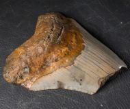 Otodus megalodon (Agassiz, 1835)