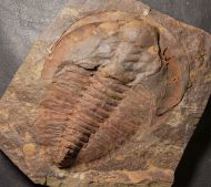 Cambropallas telesto Geyer 1993