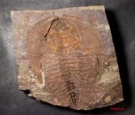 Cambropallas telesto Geyer 1993