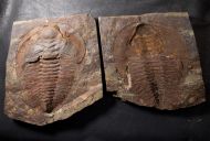 Cambropallas telesto Geyer 1993