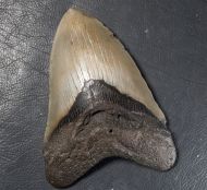 Otodus megalodon (Agassiz, 1835)