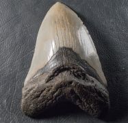 Otodus megalodon (Agassiz, 1835)