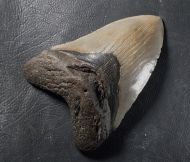 Otodus megalodon (Agassiz, 1835)